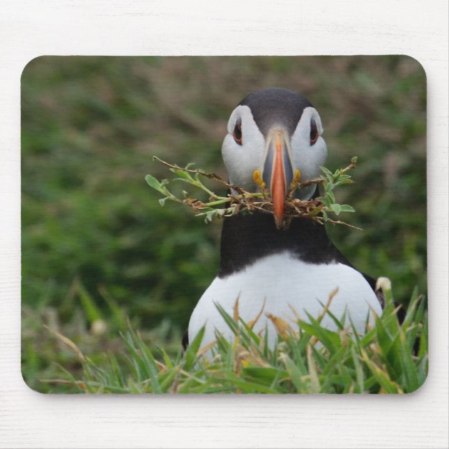 Nest-Erbauer-Papageientaucher Mousepad (Vorne)