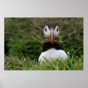 Nest-Erbauer-Papageientaucher Poster