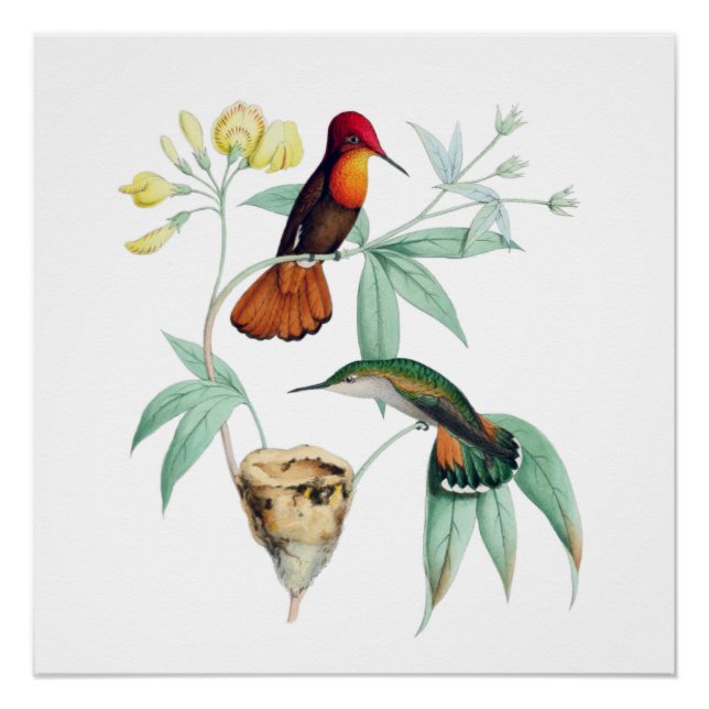 Nest Hummingbirds Natural History Poster Print (Vorderseite)