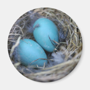Nest-Magnet Magnet