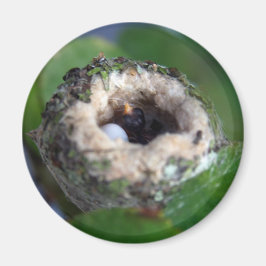 Nest- und Ei-Foto Magnet