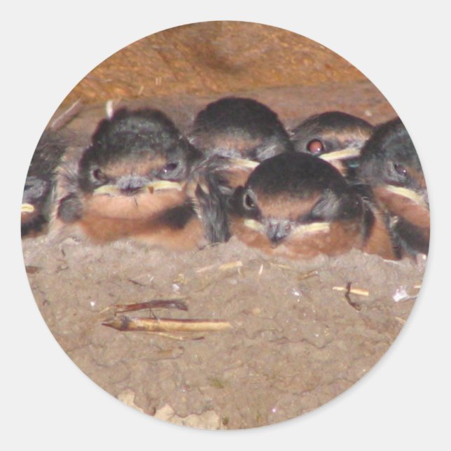 Nest voll von Baby-Stall Swollows Runder Aufkleber (Vorderseite)