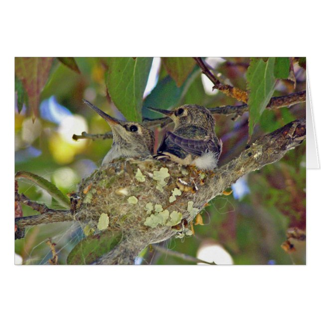 Nestbabys von Hummingvögeln - Karte (Vorderseite (Horizontal))
