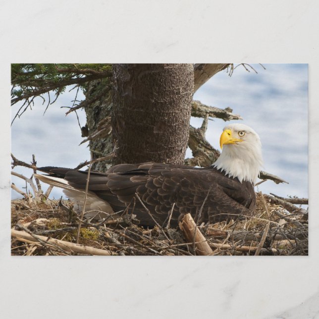Nesting Bald Eagle Briefpapier (Vorderseite)