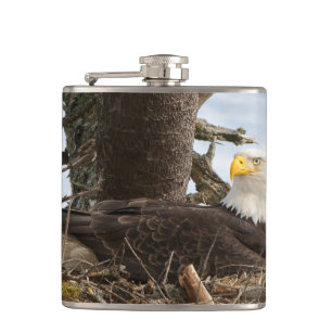 Nesting Bald Eagle Flachmann