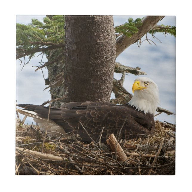 Nesting Bald Eagle Fliese (Vorderseite)
