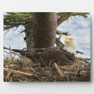 Nesting Bald Eagle Fotoplatte