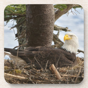 Nesting Bald Eagle Getränkeuntersetzer