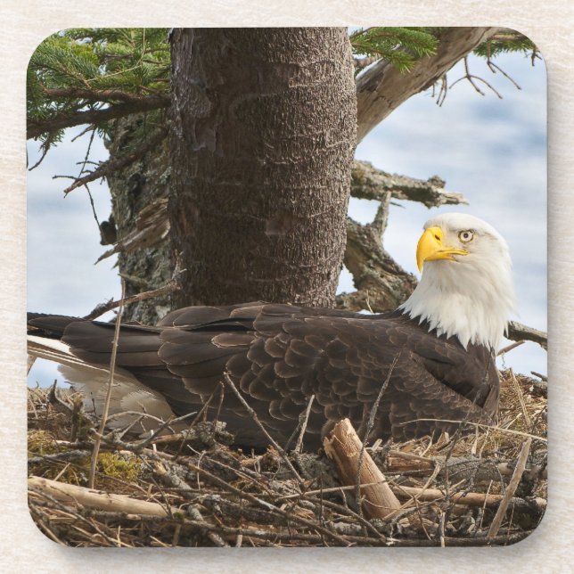 Nesting Bald Eagle Getränkeuntersetzer (Vorderseite)