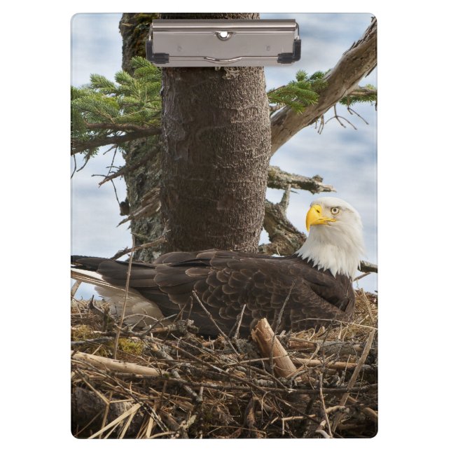 Nesting Bald Eagle Klemmbrett (Vorderseite)
