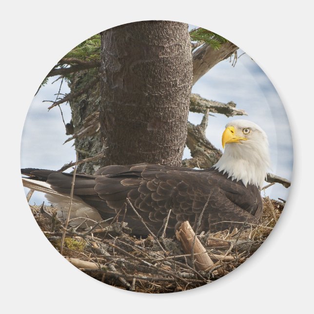 Nesting Bald Eagle Magnet (Vorne)