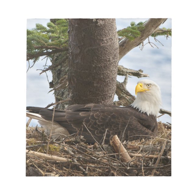 Nesting Bald Eagle Notizblock (Vorderseite)