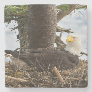 Nesting Bald Eagle Steinuntersetzer