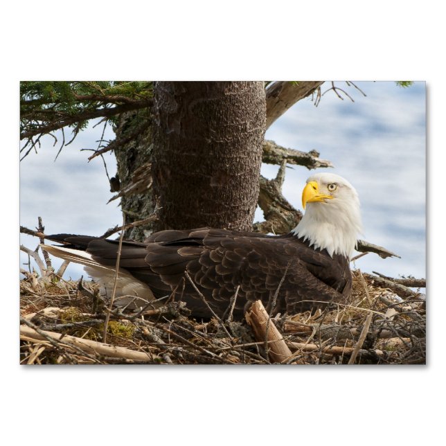 Nesting Bald Eagle Tischnummer (Vorderseite)