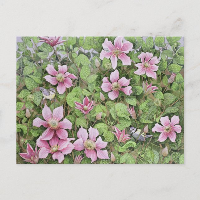 Nesting in Clematis Postkarte (Vorderseite)
