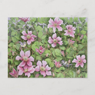 Nesting in Clematis Postkarte