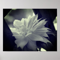 Nestled Clematis Blume Schwarz-Weiß