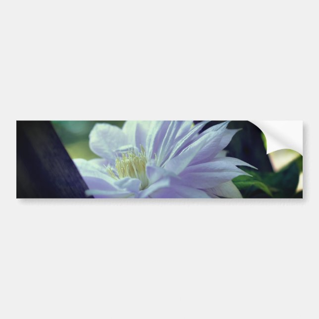 Nestled Clematis Flower  Autoaufkleber (Vorne)