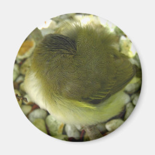 Nestlings-Vogel Magnet