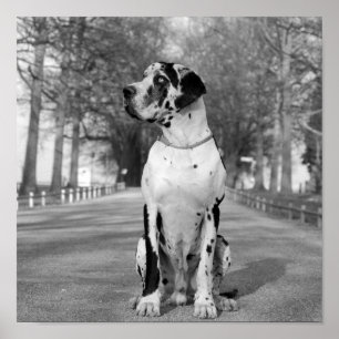 Nestor schwarz & weiß poster