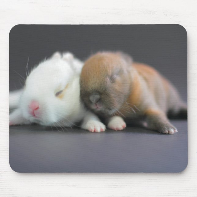 Netherland zwergartige Kaninchen Mousepad (Vorne)