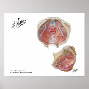 Netters Beckenfußplakat Poster