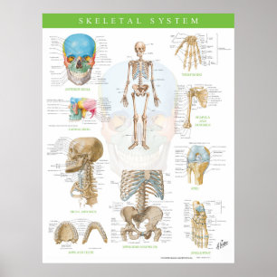 Netters Skelettsystemposter Poster