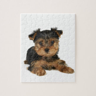 Nettes yorkie