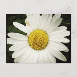NettieMade Daisy Postcard Postkarte