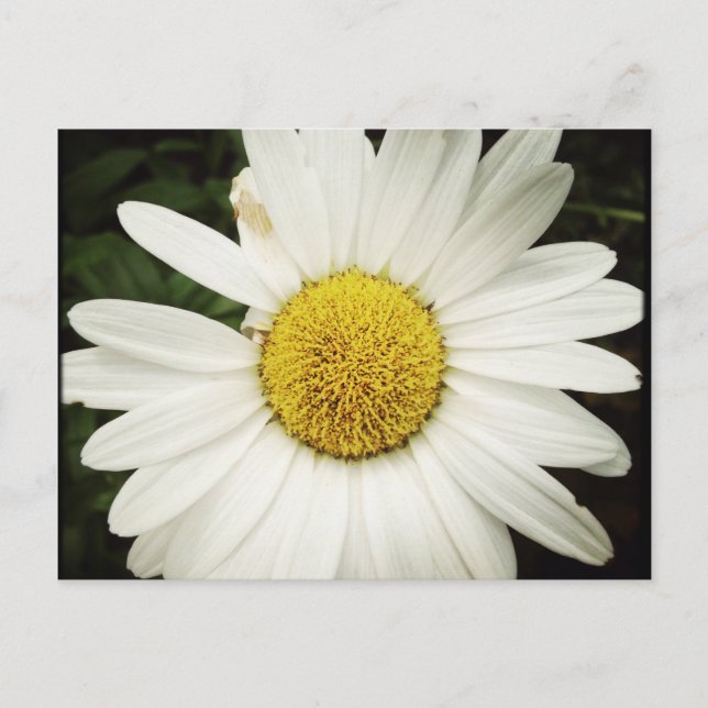 NettieMade Daisy Postcard Postkarte (Vorderseite)
