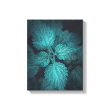 Nettle Nature Foto