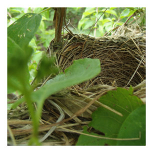 Neu erbautes, aber leeres Vogelnest in einem Mulbe Fotodruck
