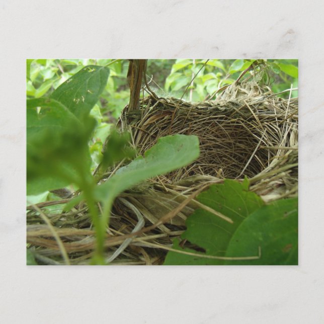 Neu gebaut, aber leeres Vogelnest in einem Mulberr Postkarte (Vorderseite)