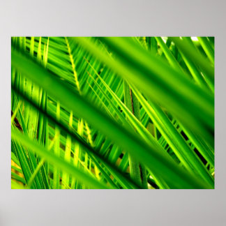 (Neuankömmling) Poster Print