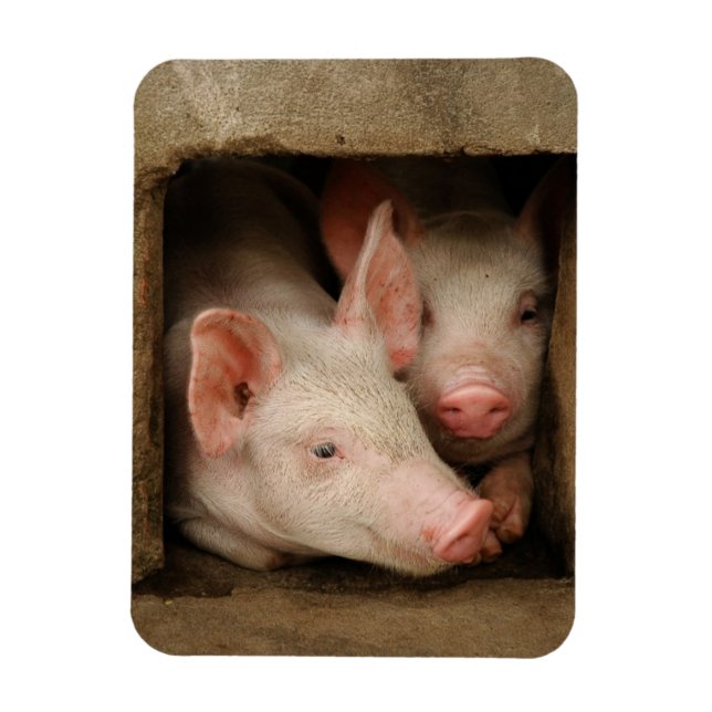 Neuartige Ferkel Magnet (Vertikal)