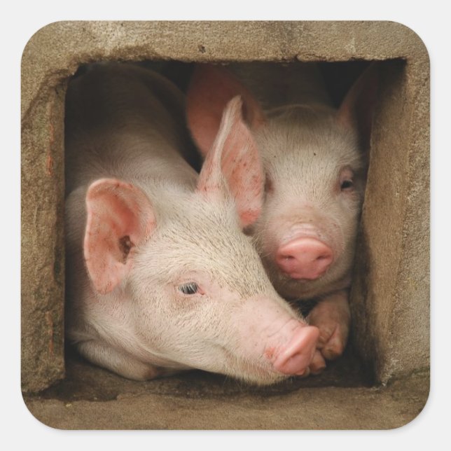 Neuartige Ferkel Quadratischer Aufkleber (Vorderseite)