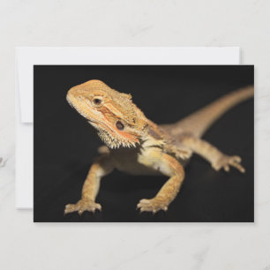 Neuartiger Bartdrache 3