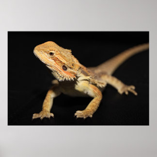 Neuartiger Bartdrache 3 Poster