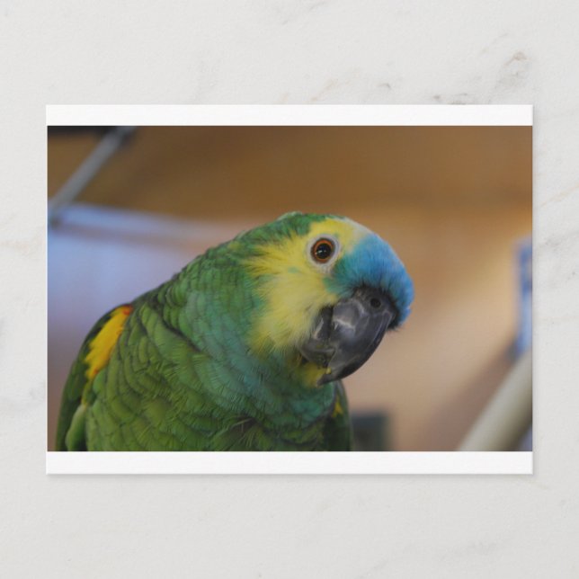 Neuartiger Papagei Postkarte (Vorderseite)