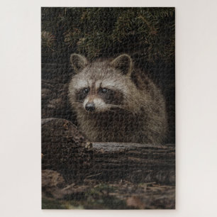 Neuartiger Racoon im Wald