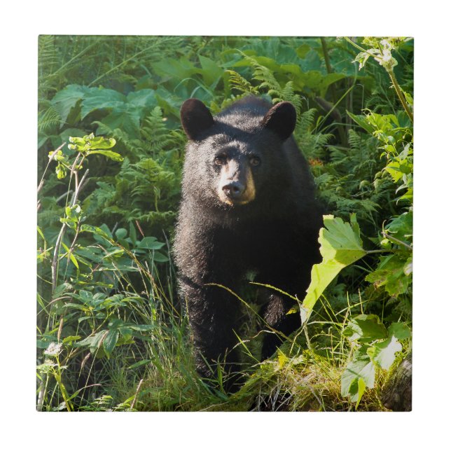 Neuartiger Schwarzbär Fliese (Vorderseite)