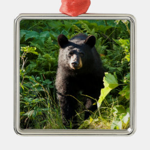 Neuartiger Schwarzbär Ornament Aus Metall