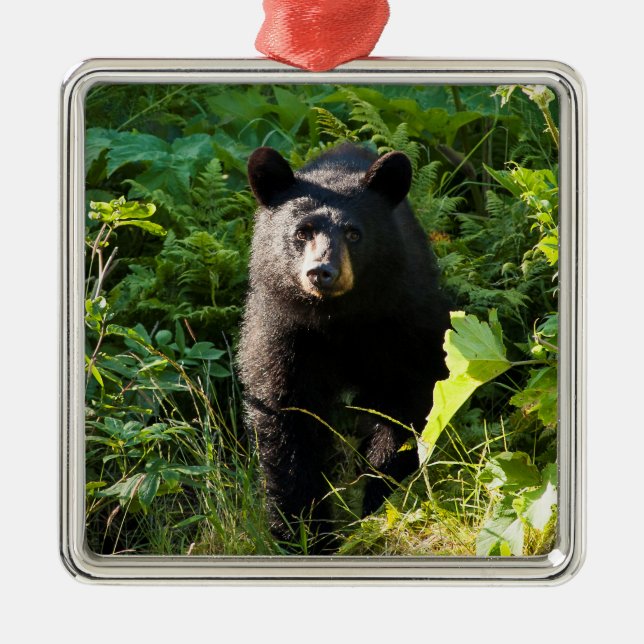 Neuartiger Schwarzbär Ornament Aus Metall (Vorne)