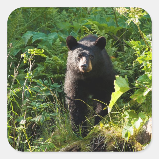 Neuartiger Schwarzbär Quadratischer Aufkleber (Vorderseite)