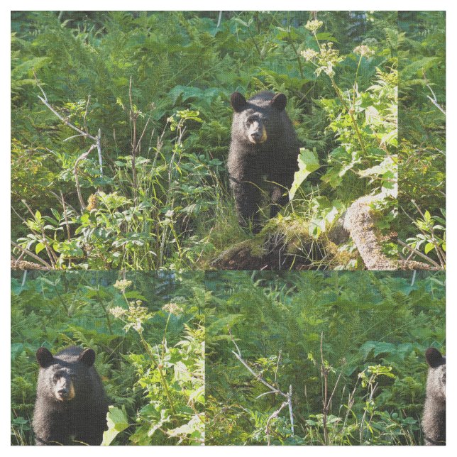 Neuartiger Schwarzbär Stoff (Nahaufnahme)