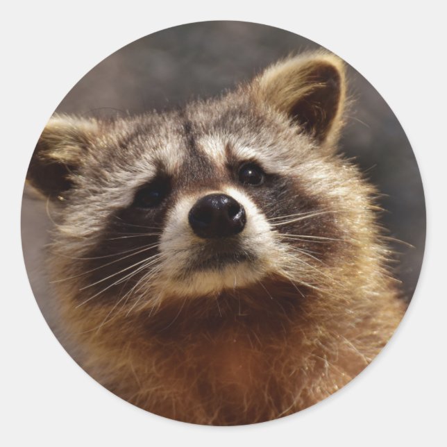 Neuartiges Raccoon-Foto Runder Aufkleber (Vorderseite)