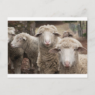 Neuartiges Schaf Postkarte