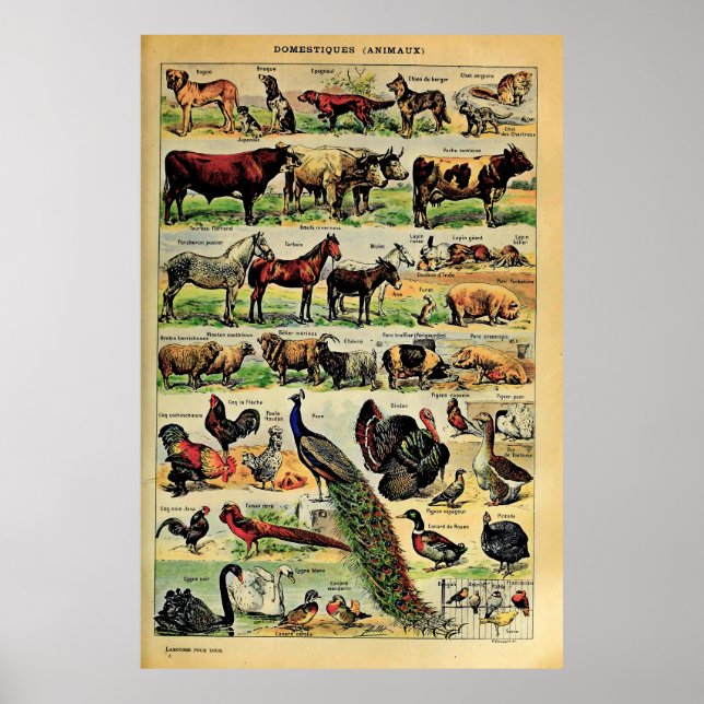 Neuauflage der Adolphe Millot Haustiere Poster (Vorne)