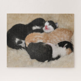 Neuborn Baby Kittens