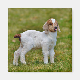 Neuborn Boer Goat Kid Magnet